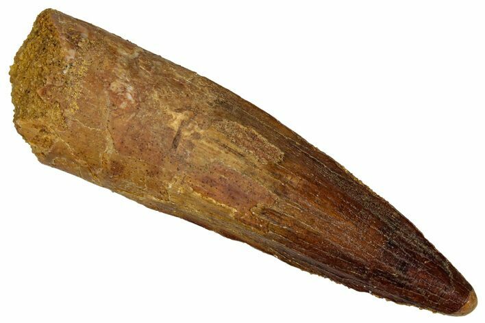 Fossil Spinosaurus Tooth - Real Dinosaur Tooth #350081